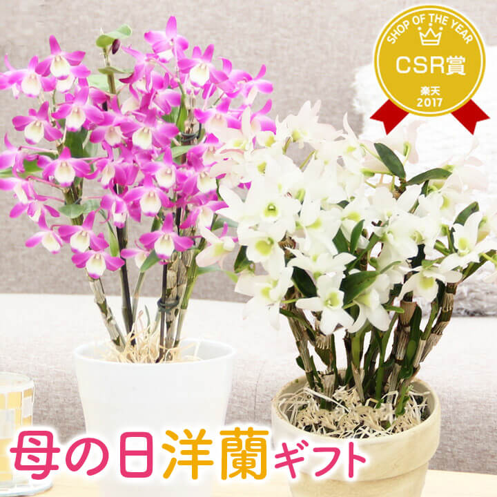 楽天市場】鉢花(種類(植物)デンドロビューム)(花・観葉植物 楽天市場】鉢花(種類(植物)デンドロビューム)(花・観葉植物