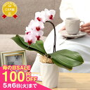 \祝万博展示記念100円OFF/まだ間に合う ミディ胡蝶蘭1本立ち 『ミディ胡蝶蘭「ポワレ」』母の日2025 コチョウラン プレゼント エコ鉢 花言葉は幸せが飛...
