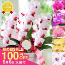 \祝万博展示記念100円OFF/胡蝶蘭 プレゼント お祝い『ミディ胡蝶蘭 3本立ち「ソレイユ」』母の日2025 洋蘭 お誕生日 還暦祝い お供え 鉢花 ミニ胡蝶...