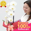 \母の日まだ間に合う100円OFF/胡蝶蘭 お祝い『 大輪胡蝶蘭 1本立ち 「ほほえみ」』プレゼント鉢植え 陶器鉢花 メッセージカード無料 お誕生日お祝い 開店...