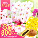 \母の日まだ間に合う300円OFF/\祝万博展示記念/2025 花 ギフト プレゼント 選べる蘭 『ミディ胡蝶蘭 2本立ち 「メルシー」』和菓子 どら焼きスイー...