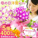 \400円OFF&ポイント5倍中/母の日まだ間に合う花ギフト 鉢植え 蘭『デンドロビューム 母想い』母の日2025 選べる カード付き 花言葉は「思いやり」 洋...