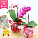 【ポイント3倍】母の日ギフト 胡蝶蘭 花『ミディ胡蝶蘭 和風風呂敷仕立て「宝セット」』2025 お義母さんへのプレゼントにもおススメ!花言葉 幸せが飛んで来る ...