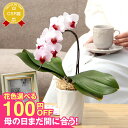 \祝万博展示記念100円OFF/まだ間に合う ミディ胡蝶蘭1本立ち 『ミディ胡蝶蘭「ポワレ」』母の日2025 コチョウラン プレゼント エコ鉢 花言葉は幸せが飛...