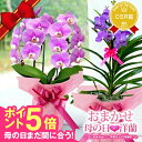 【ポイント5倍】母の日まだ間に合う/ プレゼント 花『母の日おまかせ「洋蘭ギフト☆☆」』 胡蝶蘭や黄金蘭も ギフト 楽天市場ランキング連続受賞 プロが厳選お買得...