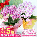 【ポイント5倍】\母の日まだ間に合う/ 花 プレゼント送料無料『母の日おまかせ「洋蘭ギフト☆☆☆」』【贈】おまかせ-L (エル) 楽天市場ランキング連続受賞 洋...