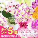 \ポイント5倍&母の日まだ間に合う/プレゼント『母の日おまかせ「洋蘭ギフト☆」』おまかせ-S (エス) 胡蝶蘭 デンドロビューム 珍しい 育てやすい花 鉢 メッ...