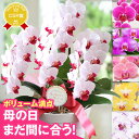\祝万博展示記念100円OFF/胡蝶蘭 プレゼント お祝い『ミディ胡蝶蘭 3本立ち「ソレイユ」』母の日2025 洋蘭 お誕生日 還暦祝い お供え 鉢花 ミニ胡蝶...