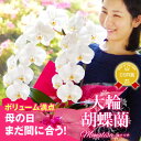 \母の日まだ間に合う/胡蝶蘭 お祝い花ギフト『胡蝶蘭 2本立ち 大輪「モナリザ」』母の日2025 プレゼント 送料無料 花持ちが良いコスパに優れた鉢物 ラッピング リボン付き 白 記念日 洋蘭 洋ラン 鉢植えカーネーション以外