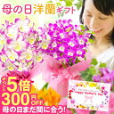 \400円OFF&ポイント5倍中/母の日まだ間に合う花ギフト 鉢植え 蘭『デンドロビューム 母想い』母の日2025 選べる カード付き 花言葉は「思いやり」 洋...