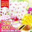 \母の日まだ間に合うP3倍300円OFF/\祝万博展示記念/2025 花 ギフト プレゼント 選べる蘭 『ミディ胡蝶蘭 2本立ち 「メルシー」』和菓子 どら焼きスイーツ付き 花言葉「幸せが舞い込む」洋蘭 カーネーション以外 お祝い お母さん お義母さん 贈り物《母》【贈】【母】 5,680円