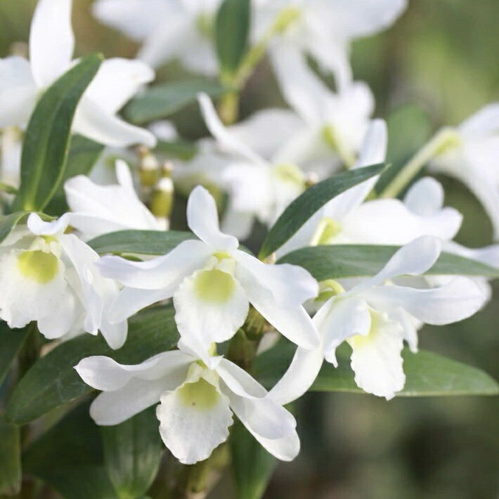 ���ʤ�ֲ��դ���--���Υ����ġإߥ˥ǥ�ɥ� �֥��󥸥���٥��ӡ� ���꡼�󰦡סڲֺ餯�ĥ��åȡۡٲ� ���å� ��ȭ ̵�����ӤǤϲ����Ǳ��ߤǤ���ۤɾ��פ��������ޤ���ʼ�ǥ�ɥ��ӥ塼�� �ǥ�ɥ��ӥ���