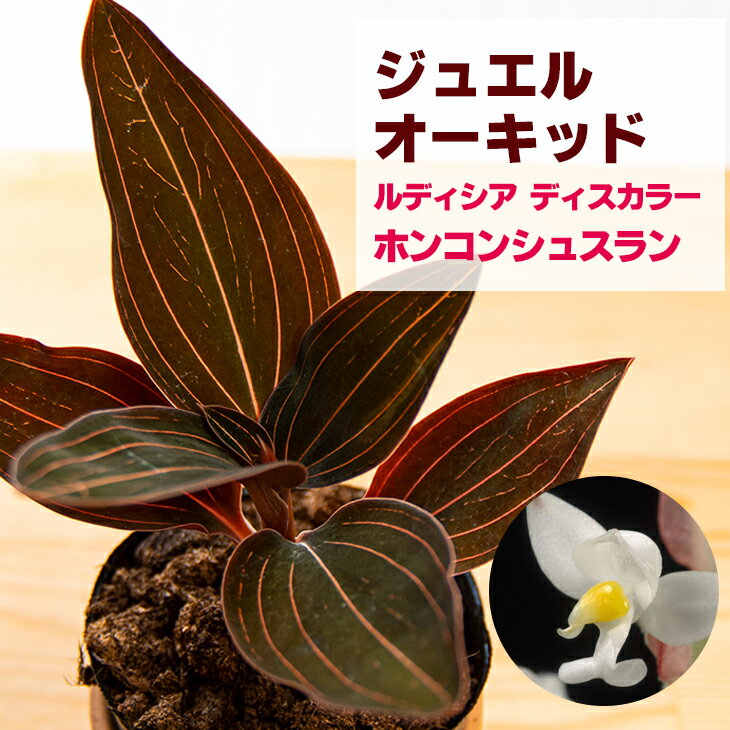 洋ランの苗『ジュエルオーキッド「ルディシア ディスカラー」ホンコン シュスラン【花咲く苗セット】』花 セット 花鉢洋ラン栽培セット 説明書付き 洋ランの育て方の説明書付き 洋蘭苗栽培キット植え替えのサムネイル