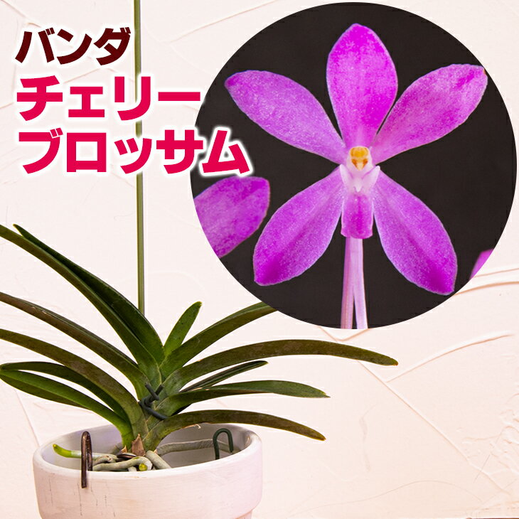 洋ランの苗 バンダ チェリーブロッサム 【花咲く苗セット】 花 セット 花鉢ごく少量のみ生産の希少品種 洋ラン栽培セット お花の説明書保証書付き 洋ランの育て方の説明書付き 洋蘭苗栽培キッ…