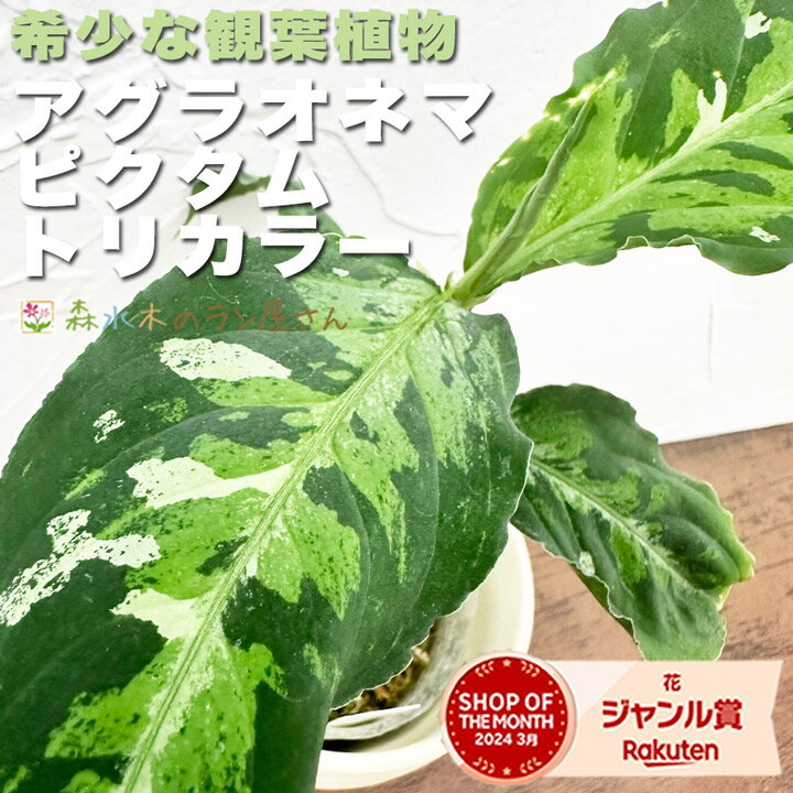 『アグラオネマ ピクタム トリカラー』 3号ポット鉢 三色柄 希少 挿木繁殖苗 数量限定 観葉植物 送料無料 おしゃれグリーン インテリア レア 入手困難 室内向 栽培苗セット 肥料 水苔 育て方 Aglaonemapictum tricolorのサムネイル