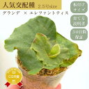 『ビカクシダ(コウモリラン)‘A’』2.5号水苔ポット鉢 Platy. (grande × elephantotis) 'A' 人気交配種 板付けサイズ 繁殖 大型 観葉植物 おしゃれグリーン インテリア 入手困難 鹿角シダ 苗セット 育て方説明書付き