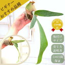 『ビカクシダ(コウモリラン)‘ホワイト&シャイン’』2.5号水苔ポット鉢 Platy. (veitchii × bifurcatum) 'white & shine' 板付けサイズ 繁殖 育てやすい 初心者さんにおすすめ 観葉植物 おしゃれグリーン インテリア 入手困難 鹿角シダ 苗セット 育て方説明書付き