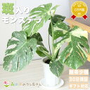 【少量限定販売】『斑入りモンステラ 6号株仕立て』誕生日 開店祝い 新築祝い 結婚祝い 記念日 開院祝い 移転祝い お祝い おしゃれ 縁起が良い インテリア ミニ観葉 観葉植物 タイコンステレーション 希少 鉢植え モンス コンパクト お部屋 ベランダ 送料無料