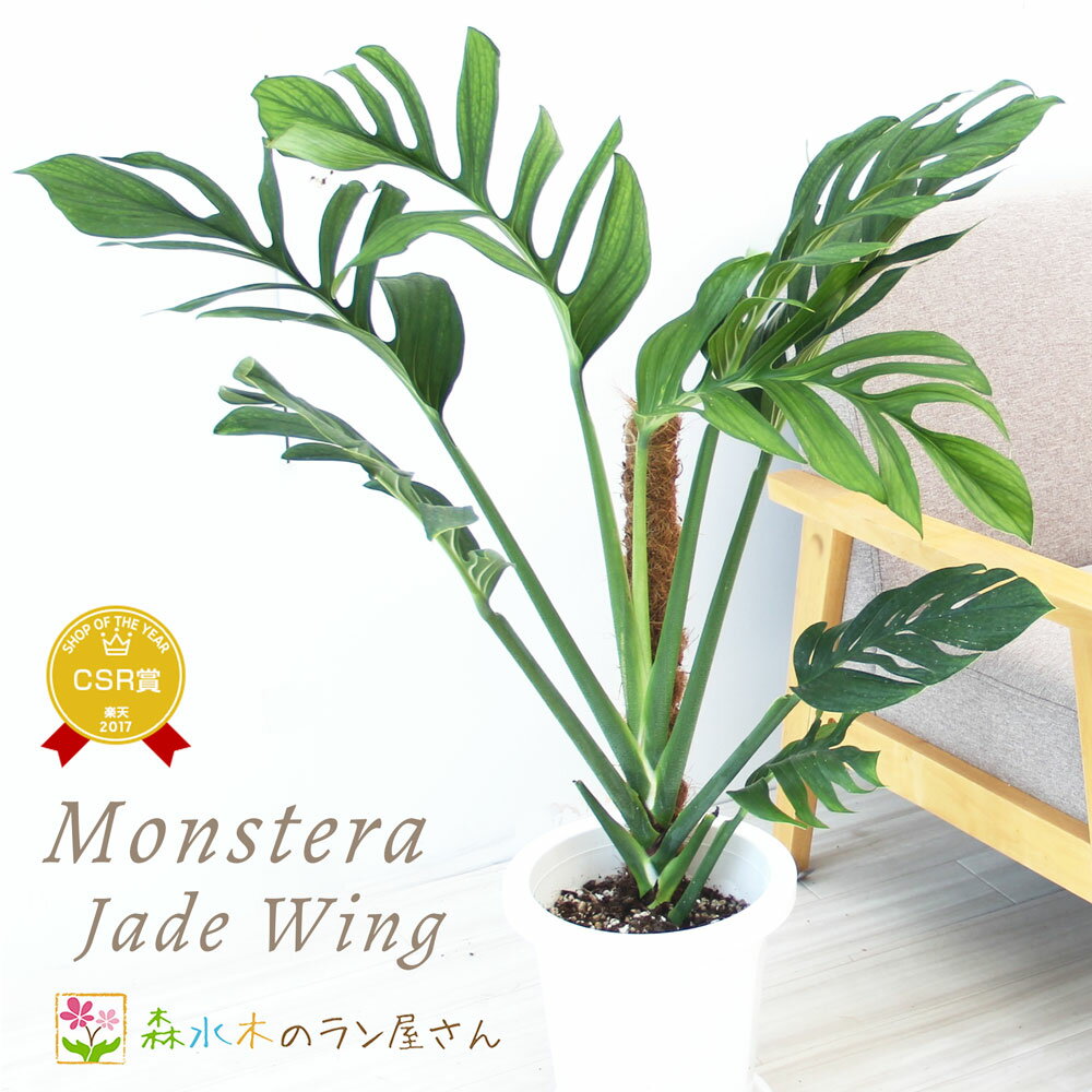 『モンステラ ジェイドウイング』Monstera ‘Jade Wing’ 8号鉢 繁殖 観葉植物 送料無料 おしゃれグリーン インテリア 入手困難 室内向大型 育て方
