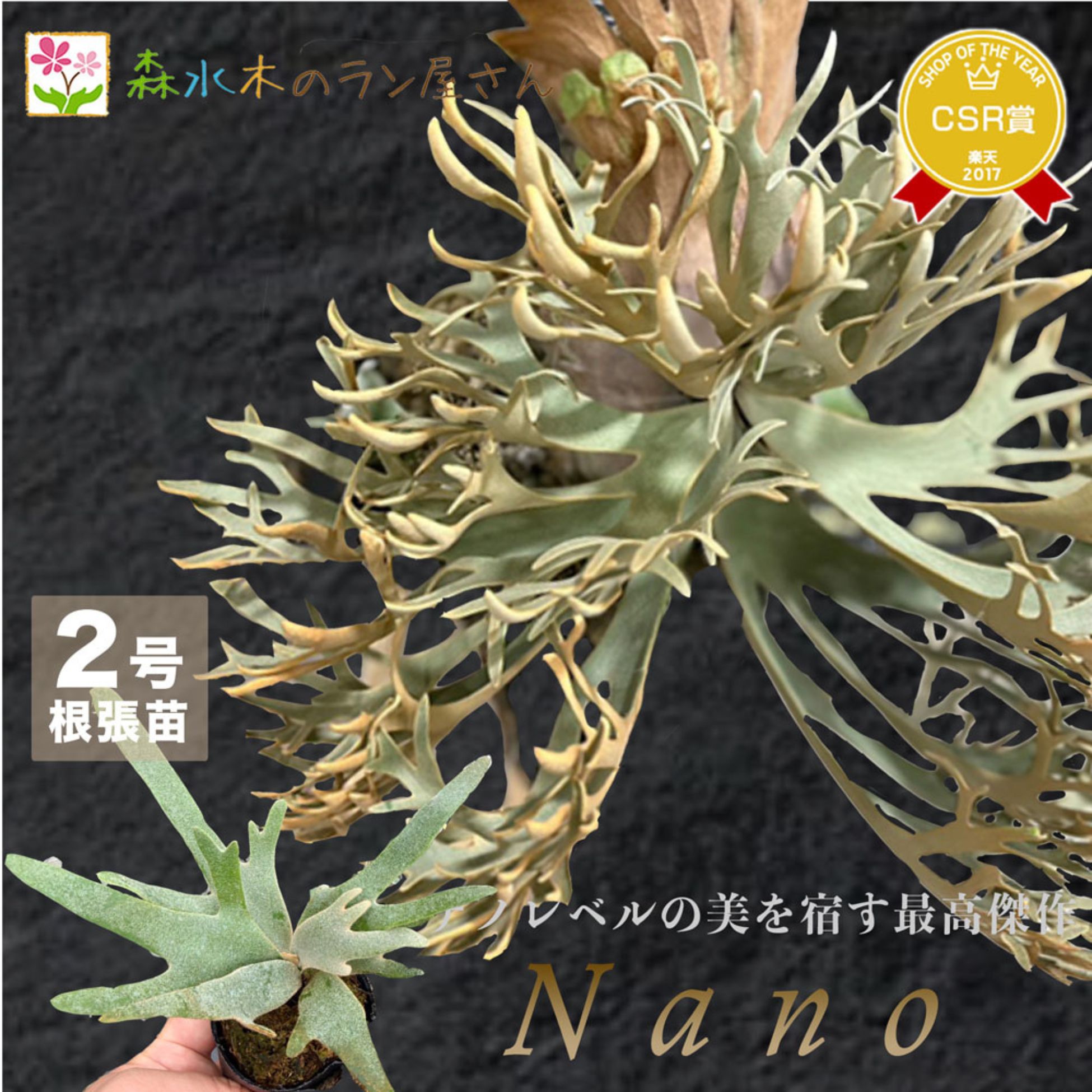 『ビカクシダ ウィリンキー ナノ』コウモリラン ドワーフ 2号水苔ポット鉢 栽培 観葉植物 鹿角シダ