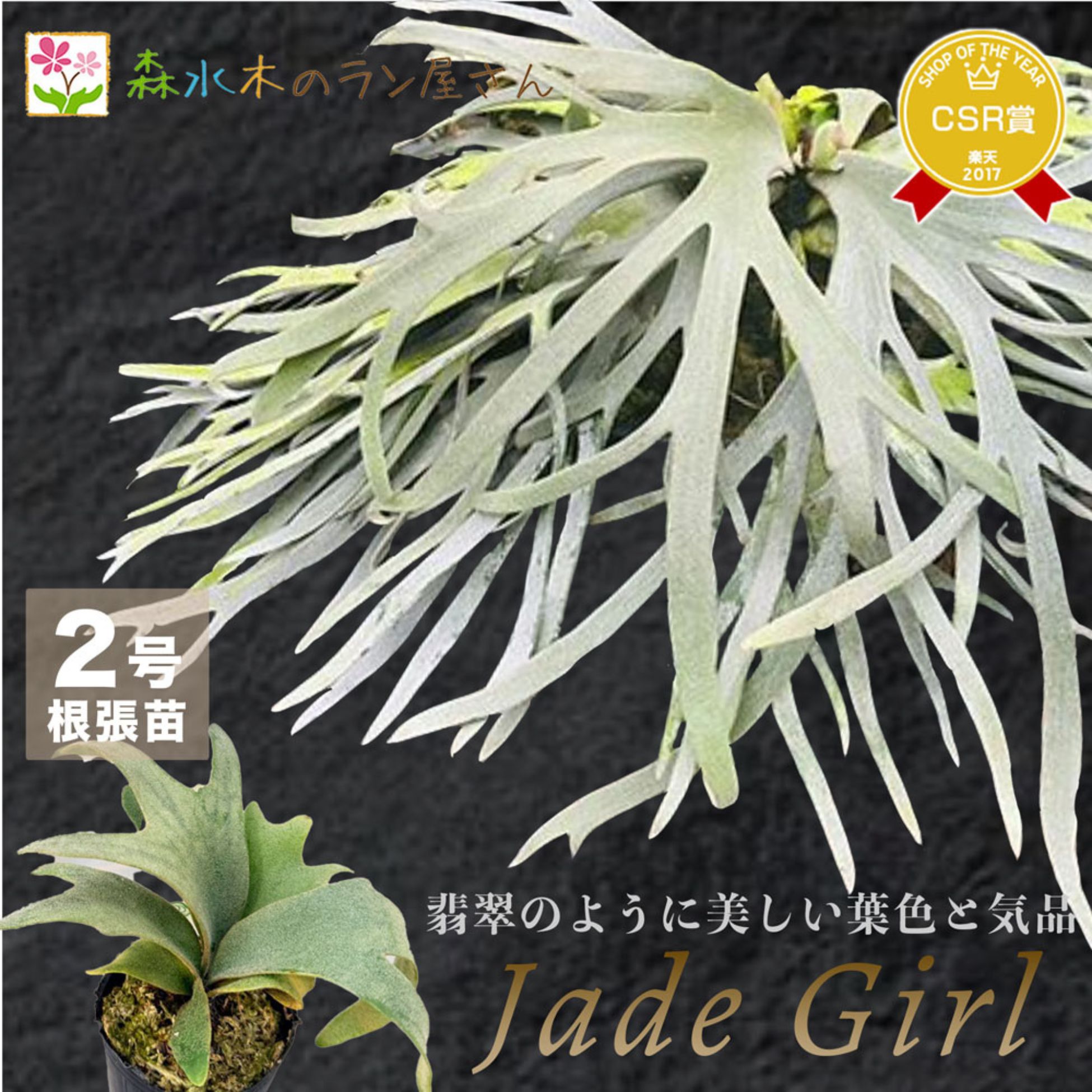 『ビカクシダ ウィリンキー ジェイドガール』コウモリラン ドワーフ 2号水苔ポット鉢 栽培 苗セット 観葉植物 鹿角シダ