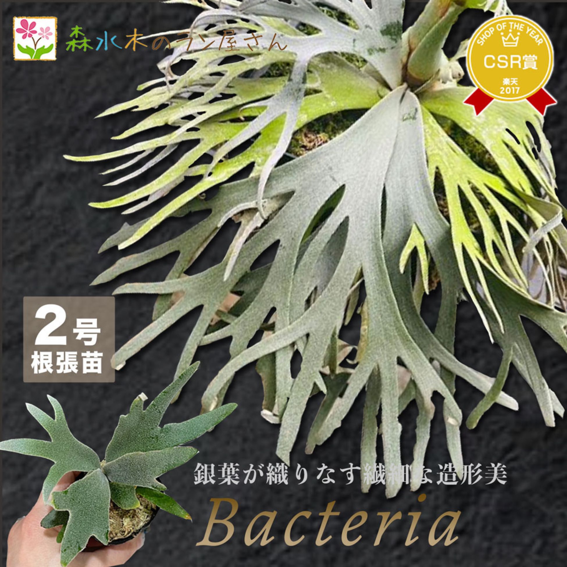 『ビカクシダ ウィリンキー バクテリア』コウモリラン スーパードワーフ 2号水苔ポット鉢 栽培 苗セット 観葉植物 鹿角シダ