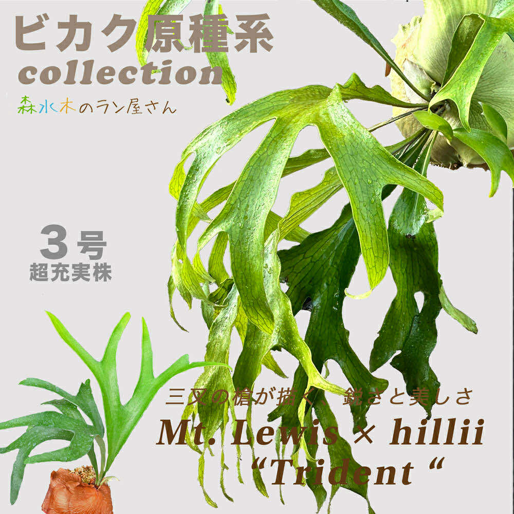 『ビカクシダ・トライデント』コウモリラン 3号水苔ポット鉢 育てやすい 観葉植物 送料無料 おしゃれグリーン インテリア レア 入手困難 室内向 栽培 苗セット 肥料 水苔 育て方