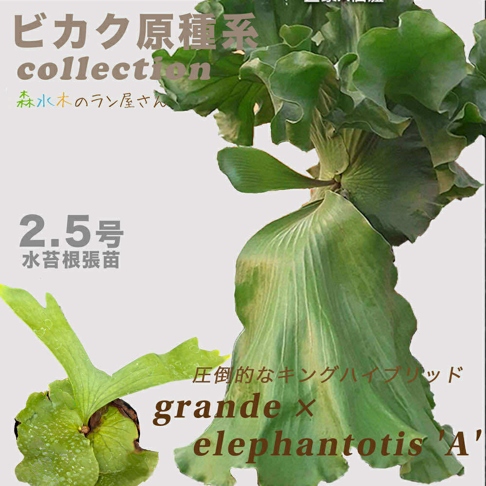 『ビカクシダ・A’』コウモリラン 2.5号水苔ポット鉢 人気交配種 板付けサイズ 繁殖 大型 観葉植物 おしゃれグリーン インテリア 入手困難 鹿角シダ 苗セット 育て方説明書付き