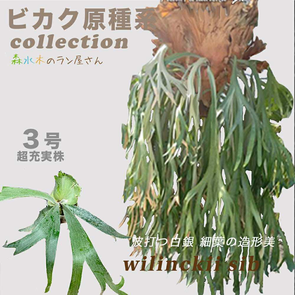 『ビカクシダ（コウモリラン）ウィリンキー』3号水苔ポット鉢 板付け 育てやすい 初心者向け　 苗セット