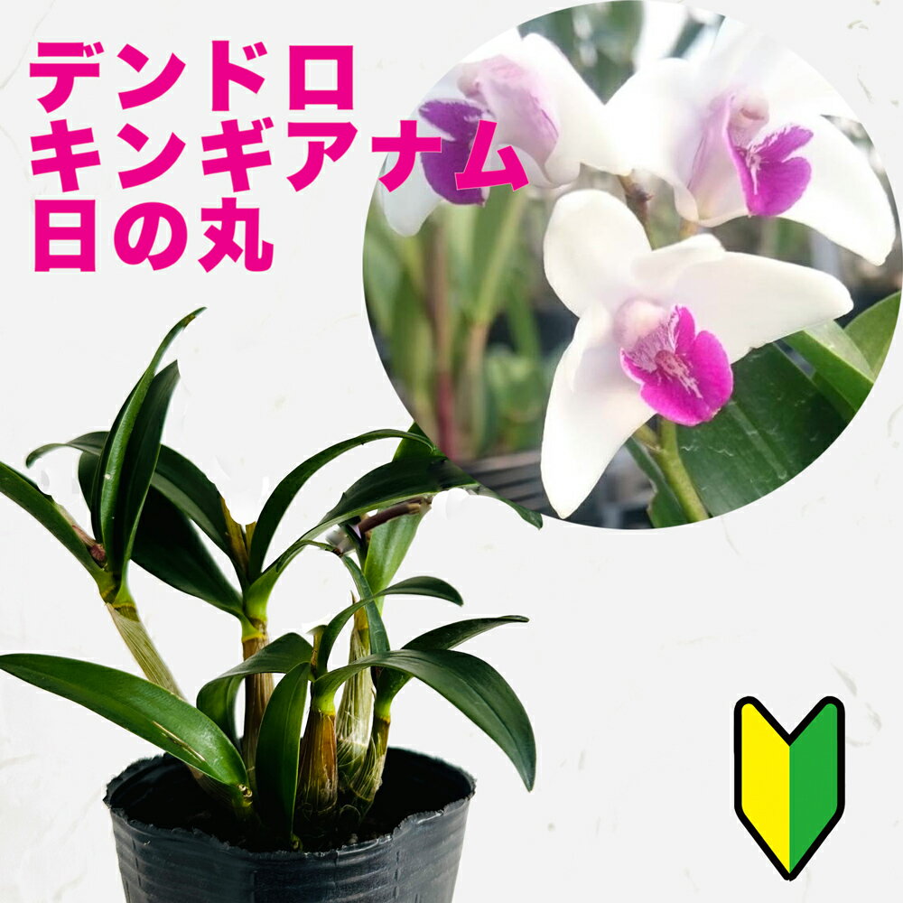 デンドロビウム 新発売！今ならつぼみ、または花付き-- 洋ランの苗『デンドロ品種 「日の丸」【花咲く苗セット】』花 セット 花鉢デンドロビューム デンドロビウム洋ラン栽培セット 説明書付き 洋ランの育て方の説明書付き 洋蘭苗栽培キット植え替え