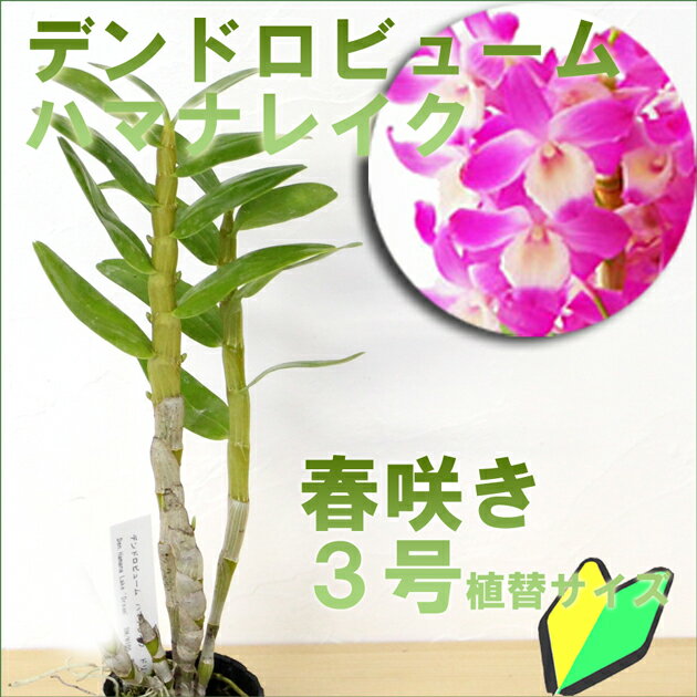 洋ランの苗『デンドロビューム 「ハマナレイク」』花 セット 花鉢初心者の方に特にお勧め！洋ラン栽培セット 説明書付き 洋ランの育て方の説明書付き 洋蘭苗栽培キット植え替え