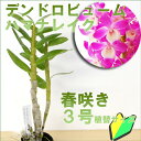 洋ランの苗『デンドロビューム 「ハマナレイク」【花咲く苗セット】』花 セット 花鉢初心者の方に特にお勧め！洋ラン栽培セット 説明書付き 洋ランの育て方の説明書付き 洋蘭苗栽培キット植え替え