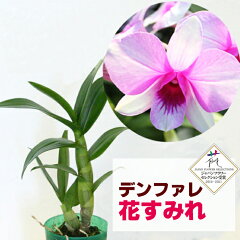 https://thumbnail.image.rakuten.co.jp/@0_mall/morimizuki/cabinet/plants/img58507018.jpg