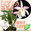 こんな珍しい花色のデンドロはじめて！レア品種 洋ランの苗『デンドロビューム 「花見月」（ハナミズキ）』花 セット 花鉢洋ラン栽培セット 説明書付き デンドロビウムの育て方 デンドロビューム 育て方