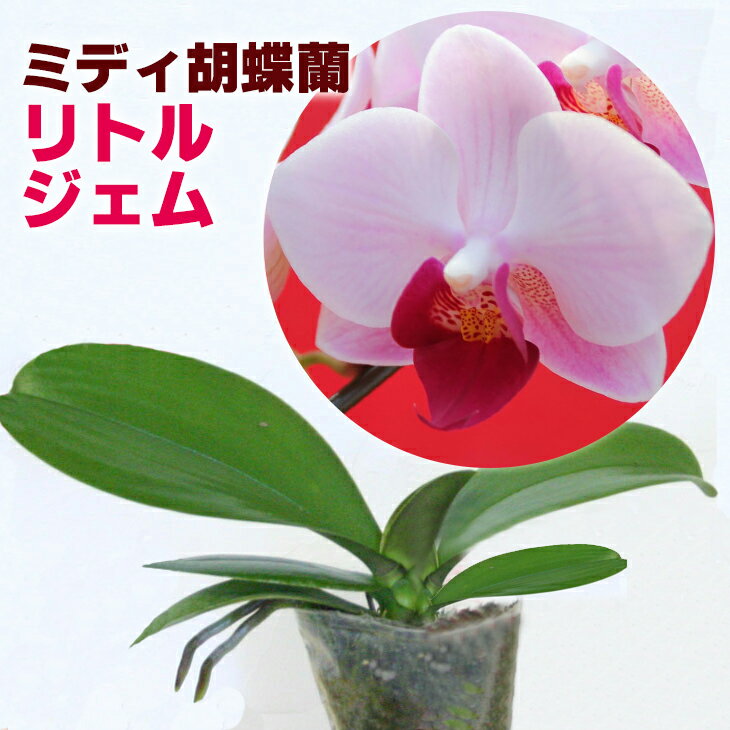 洋ランの苗 ミディ胡蝶蘭 ミニ胡蝶蘭 リトルジェム 【花咲く苗セット】 花 セット 花鉢小さい宝石の名を持つ人気紅白品種ミニコチョウラン胡蝶蘭の育て方 胡蝶蘭 育て方