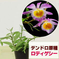 https://thumbnail.image.rakuten.co.jp/@0_mall/morimizuki/cabinet/plants/img59493907.jpg