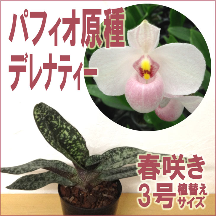 純粋色のパフィオに夢中になりそう洋ランの苗『パフィオ原種 「デレナティー」 【花咲く苗セット】』花 セット 花鉢販売 洋ラン栽培セット 説明書付き 洋ランの育て方の説明書付き 洋蘭苗栽培キット植え替え