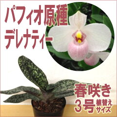 https://thumbnail.image.rakuten.co.jp/@0_mall/morimizuki/cabinet/plants/img59661154.jpg