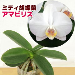 https://thumbnail.image.rakuten.co.jp/@0_mall/morimizuki/cabinet/plants/img60906295.jpg