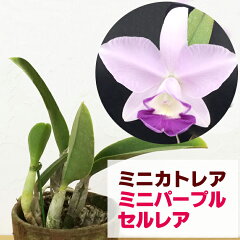 https://thumbnail.image.rakuten.co.jp/@0_mall/morimizuki/cabinet/plants/img61281484.jpg