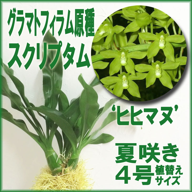 楽天森水木のラン屋さん6月上中旬に花芽付きでお届け！超大株 世界最大級の洋ラン　洋ランの苗『「グラマトフィラム」原種スプリクタム ヒヒマヌ 【花咲く苗セット】』花 セット 花鉢洋ラン栽培セット 説明書付き 　父の日　