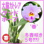 【限定3鉢】洋ラン 『今なら花またはつぼみ付き-大輪カトレア グッド ホープ ‘春’【花咲く苗セット】』桃色の大きくて優雅な花に癒されたい!育て方の説明書付き 洋蘭苗栽培キット
