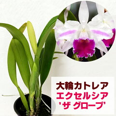 https://thumbnail.image.rakuten.co.jp/@0_mall/morimizuki/cabinet/plants/imgrc0063473903.jpg