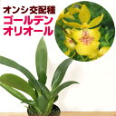 洋ランの苗『今ならつぼみ、または花付き--オンシ交配種 ゴー...
