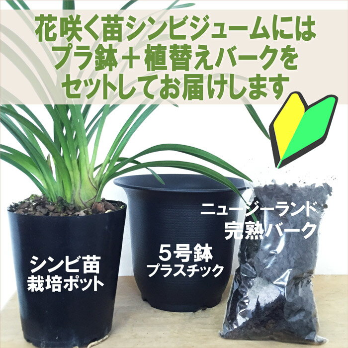 シンビジウムの育て方 植物ノート