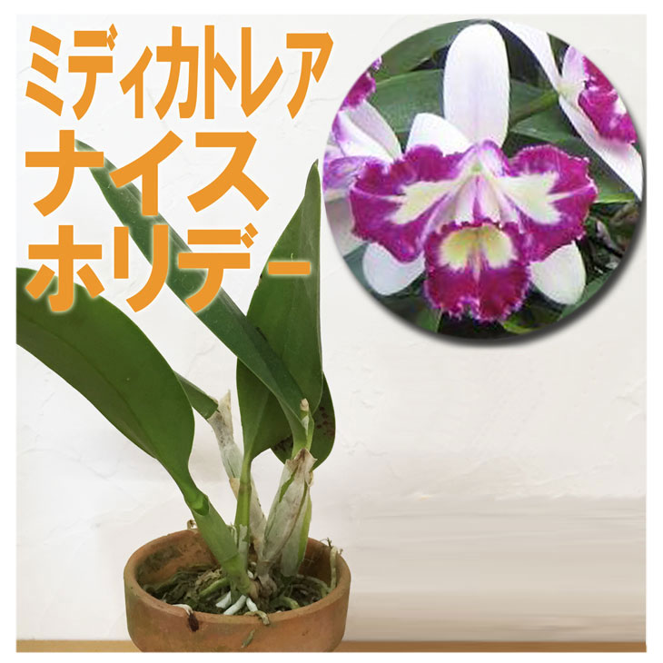 洋ランの苗『ミディカトレア ナイス ホリデー セルフ株【【花咲く苗セット】』花 セット 花鉢受賞暦多数の名花 魅惑のクサビ柄ミディカトレヤ！洋ラン栽培セット 説明書付き カトレアの育て方 カトレア 育て方