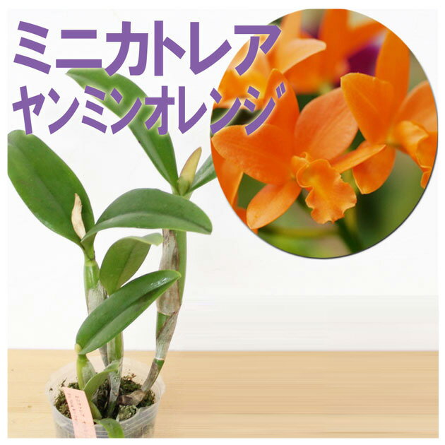 洋ランの苗 ミニカトレア ヤンミンオレンジ 【花咲く苗セット】 花 セット 花鉢洋ラン栽培セット 説明書付き 洋ランの育て方の説明書付き 洋蘭苗栽培キット植え替えカトレアの育て方 カトレア …