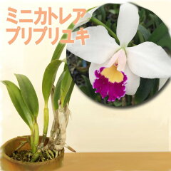 https://thumbnail.image.rakuten.co.jp/@0_mall/morimizuki/cabinet/plants/imgrc0100484591.jpg