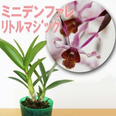 https://thumbnail.image.rakuten.co.jp/@0_mall/morimizuki/cabinet/plants/imgrc0100484759.jpg