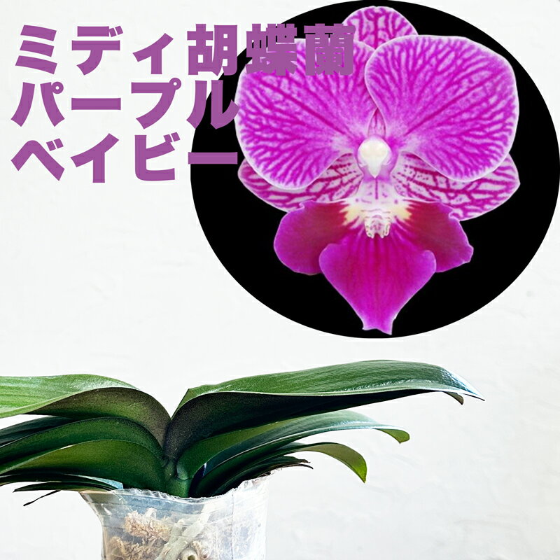 新発売 新商品 今ならつぼみ または花付き-- ミディ胡蝶蘭 パープルベイビー 【花咲く苗セット】 希少なビッグリップ花洋ラン栽培セット 説明書付き 洋蘭栽培植え替えセット 素焼き鉢 肥料 受…